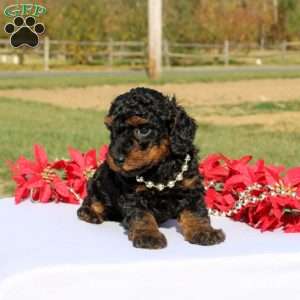 Alex, Miniature Poodle Puppy